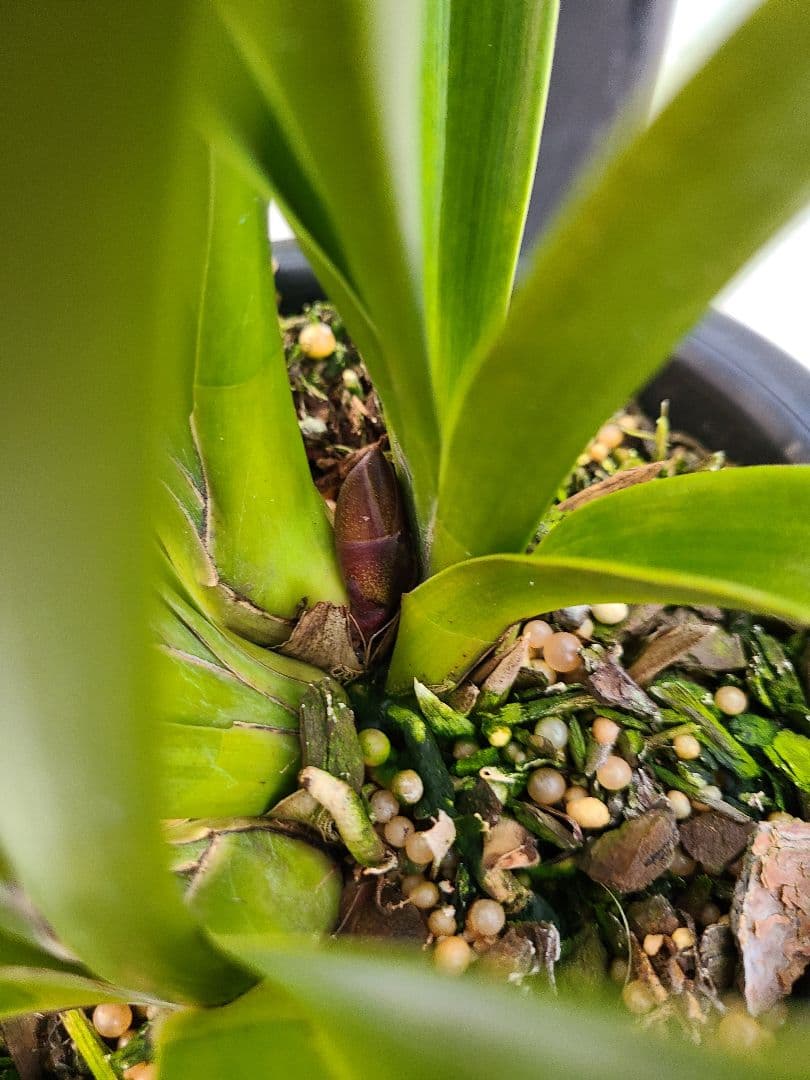 フォアゴットンフルーツ。花芽合計15個。5鉢セット。蜜蜂誘引蘭。日本蜜蜂。