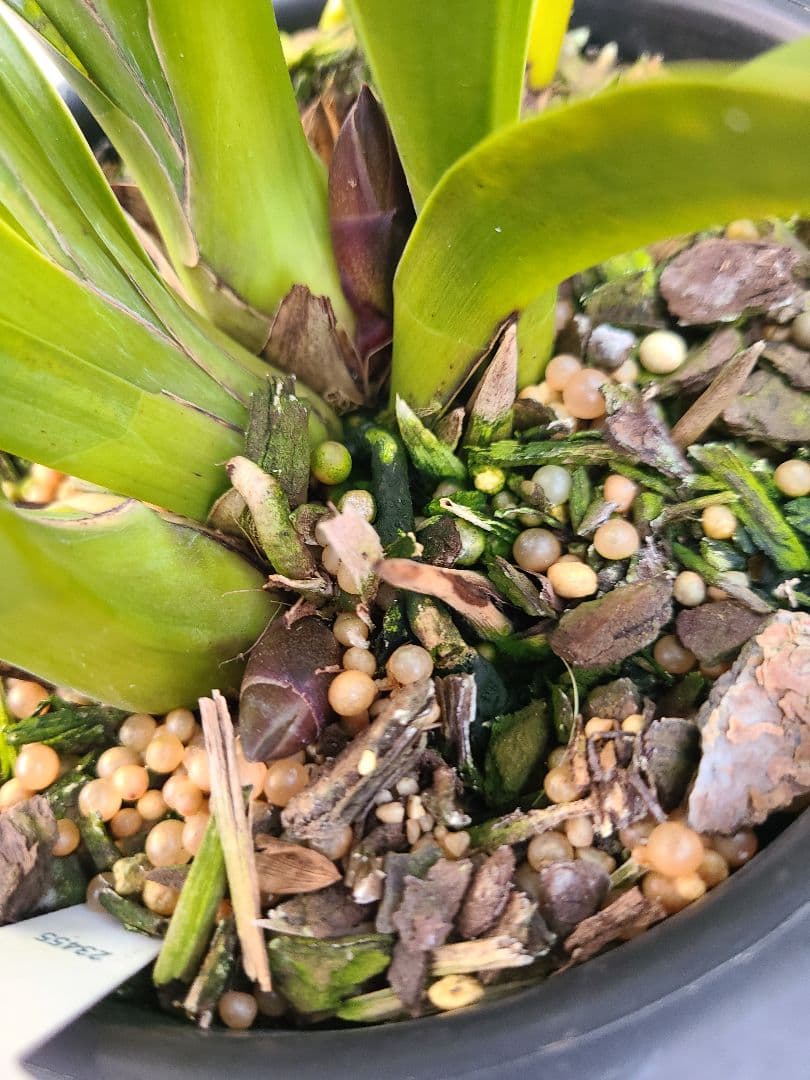 フォアゴットンフルーツ。花芽合計15個。5鉢セット。蜜蜂誘引蘭。日本蜜蜂。