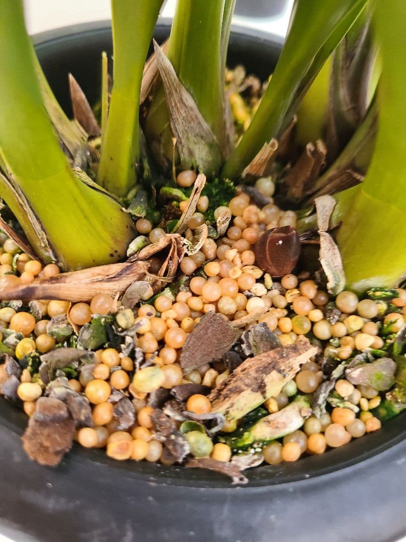 フォアゴットンフルーツ。花芽合計15個。5鉢セット。蜜蜂誘引蘭。日本蜜蜂。