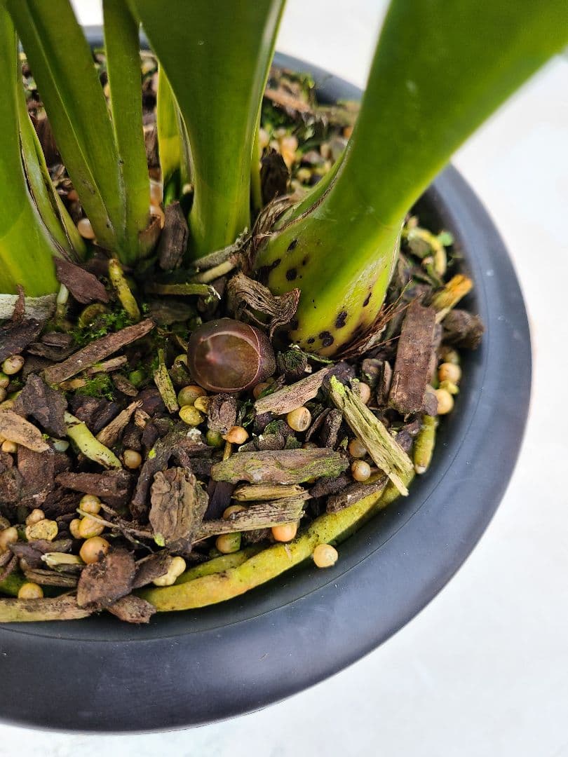 フォアゴットンフルーツ。花芽合計15個。5鉢セット。蜜蜂誘引蘭。日本蜜蜂。