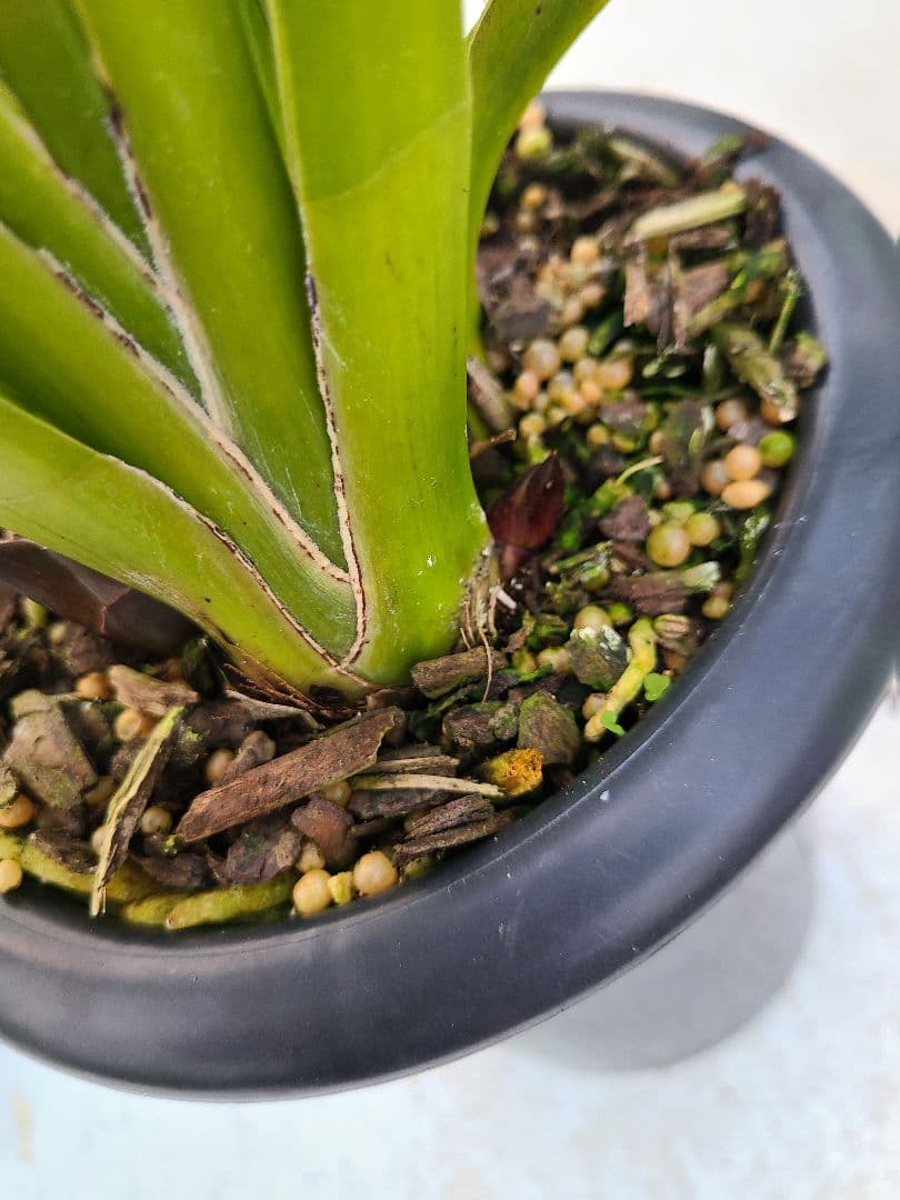 フォアゴットンフルーツ。花芽合計15個。5鉢セット。蜜蜂誘引蘭。日本蜜蜂。