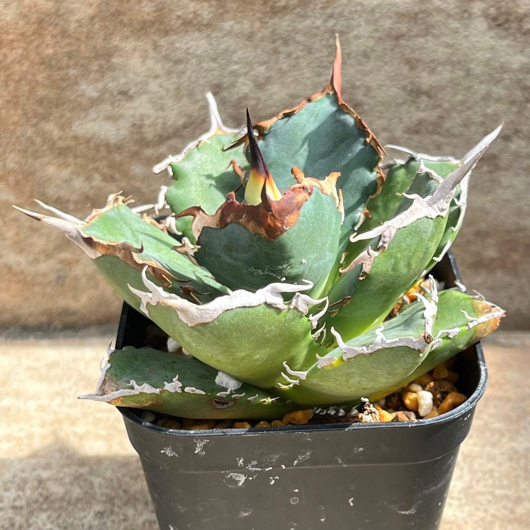 アガベ　チタノタ　黒犀牛　No.001　鉢、送料込　メルカリ便