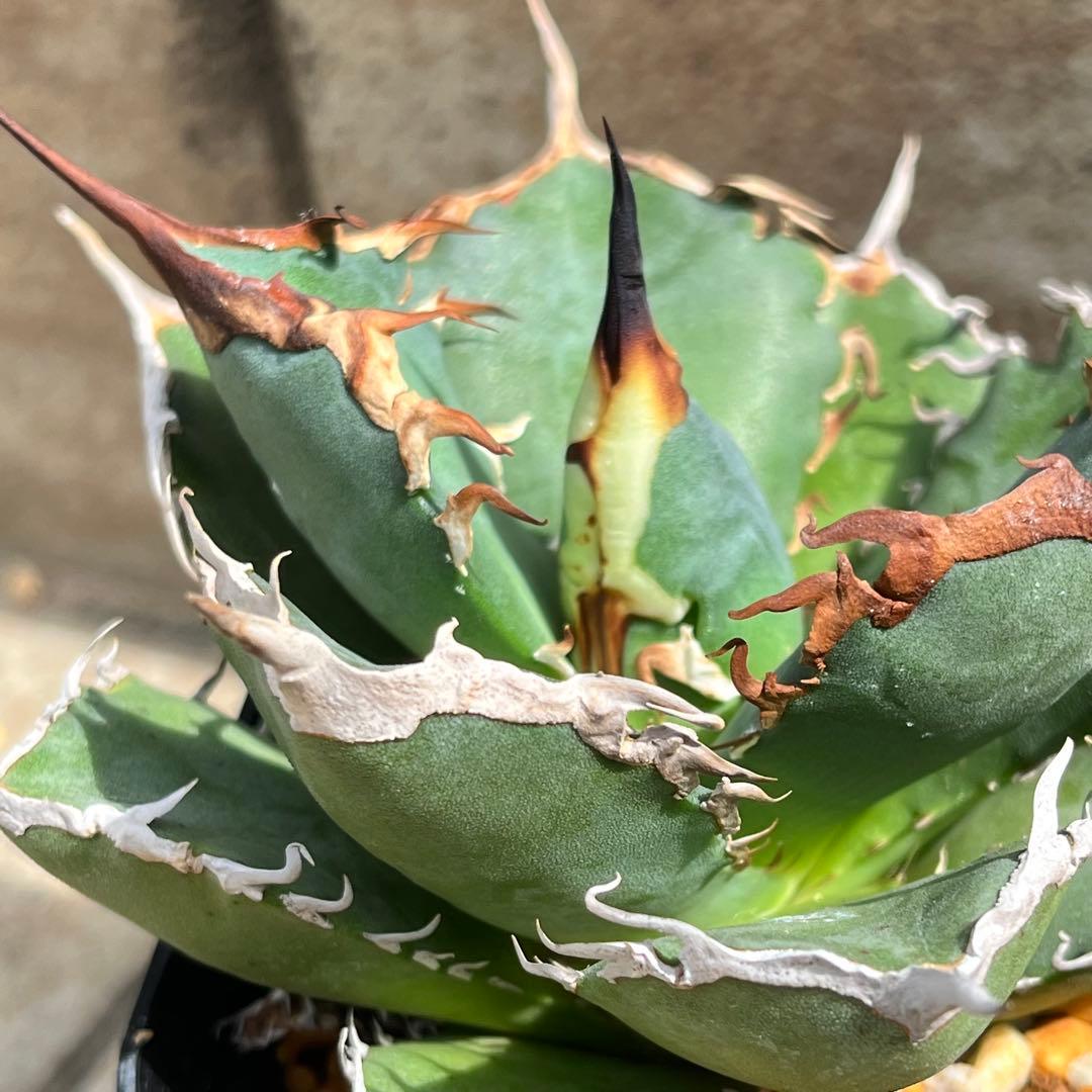 アガベ　チタノタ　黒犀牛　No.001　鉢、送料込　メルカリ便