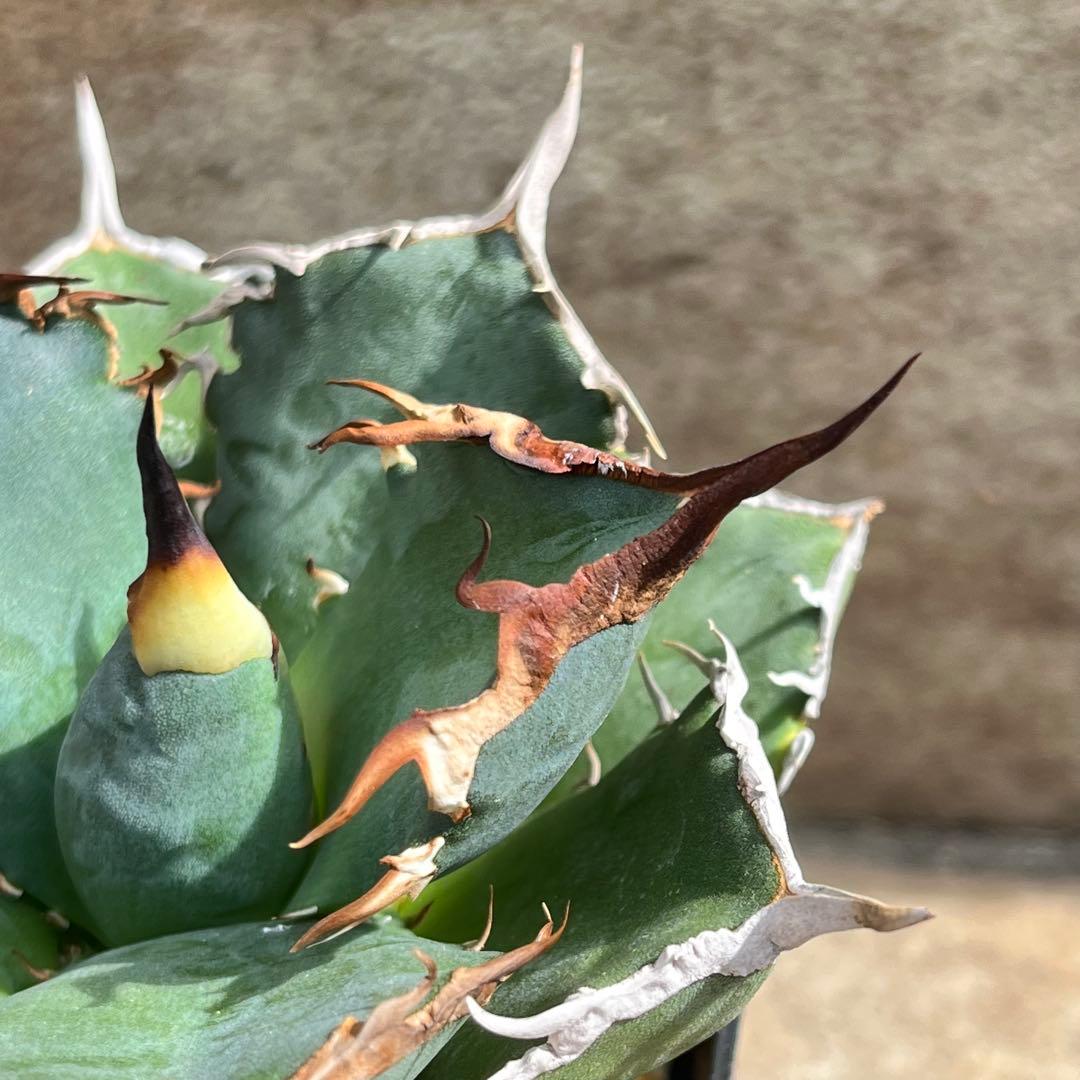 アガベ　チタノタ　黒犀牛　No.001　鉢、送料込　メルカリ便