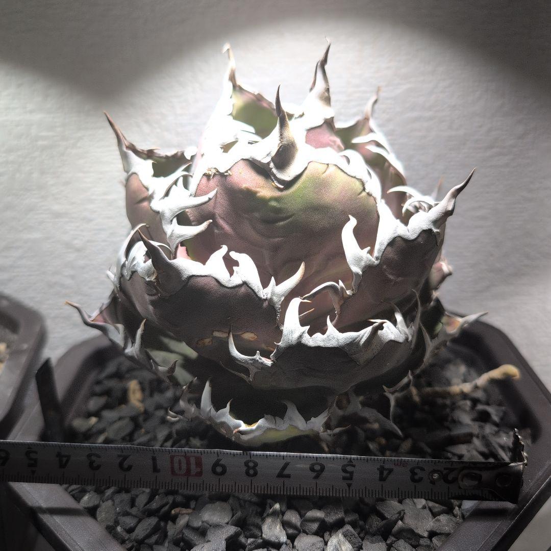 アガベ　チタノタ ハデス　シーザー　セット