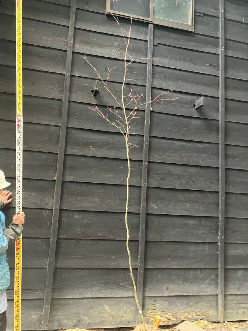 106 山採り　コハウチワカエデ