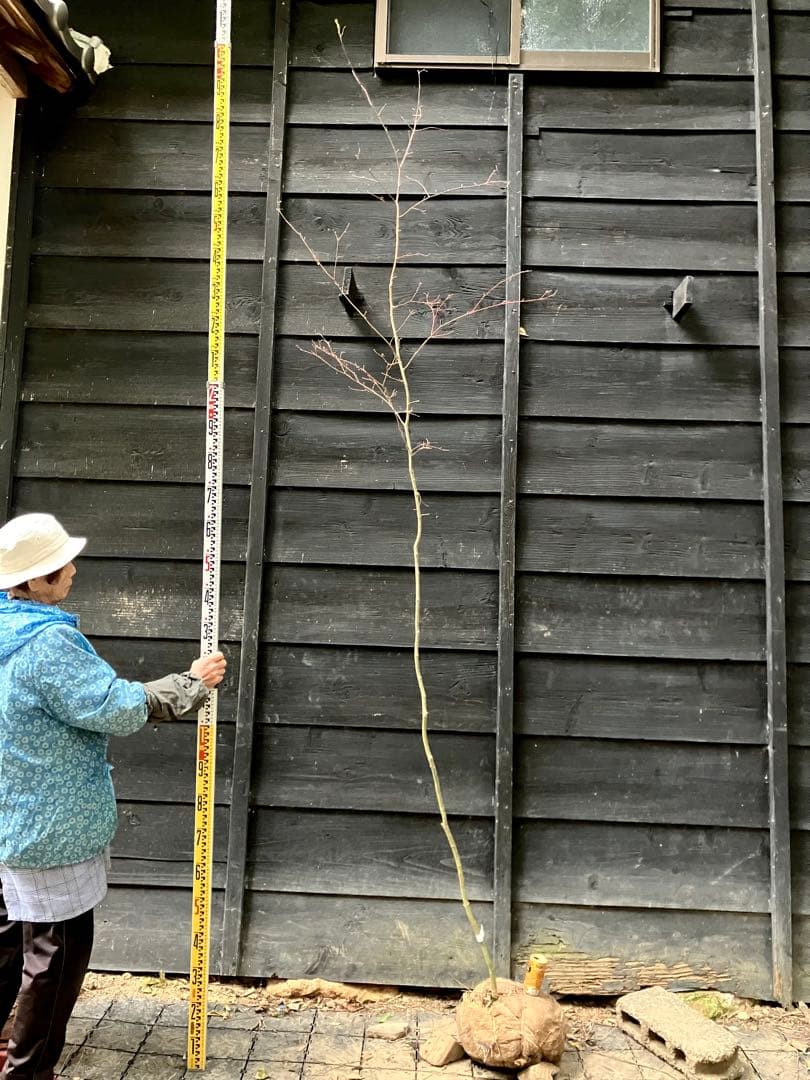 106 山採り　コハウチワカエデ