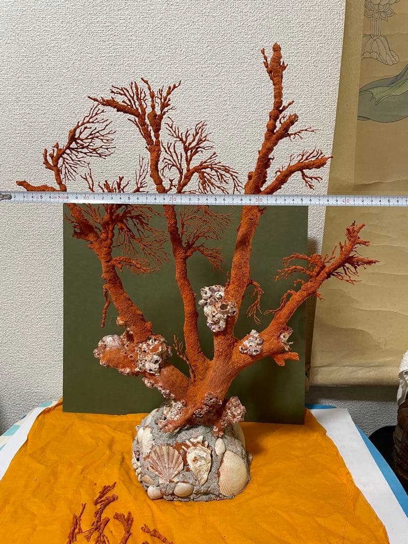 赤珊瑚 天然アップル珊瑚 原木