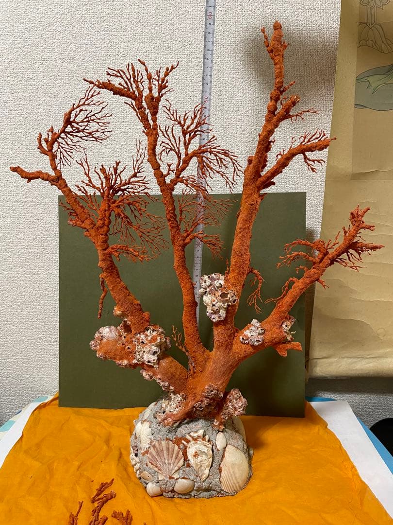 赤珊瑚 天然アップル珊瑚 原木