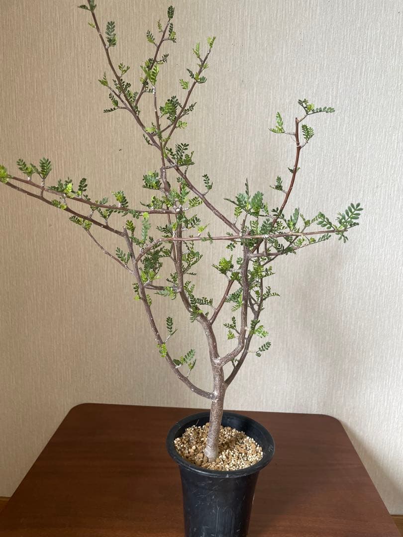 ブルセラ　ミクロフィラ　実生