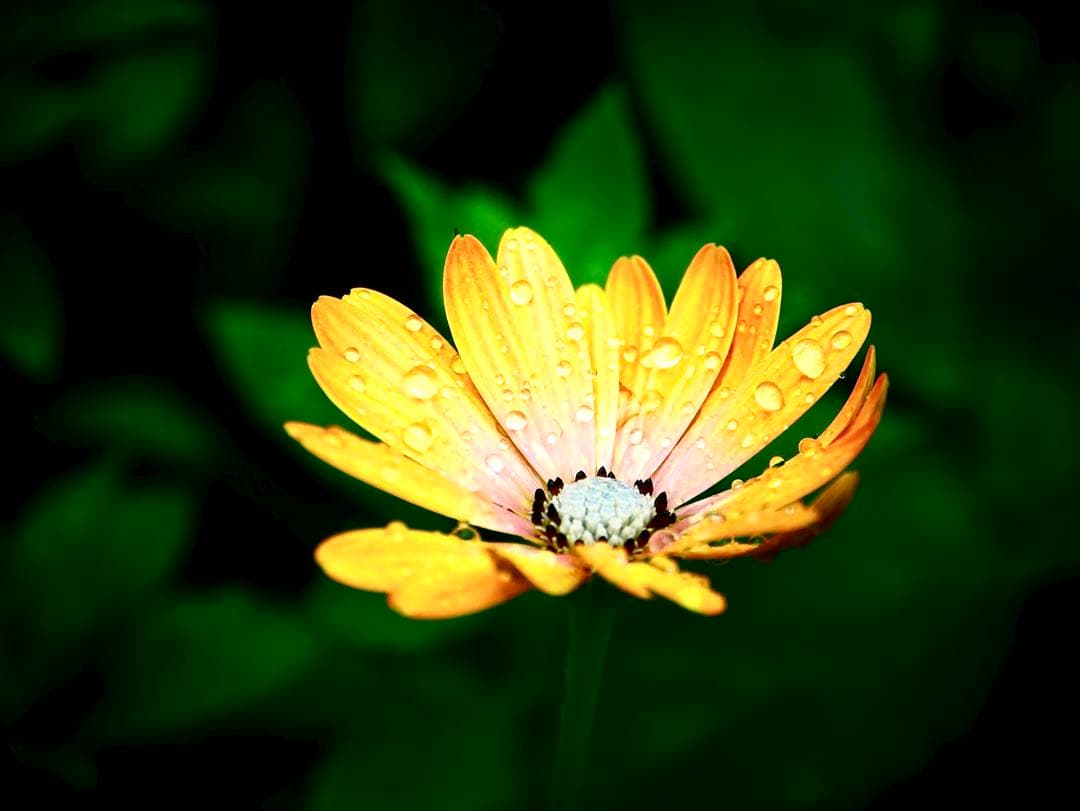 LUMIX 望遠レンズ 35-100mm H-FS35100 パナソニック未使用