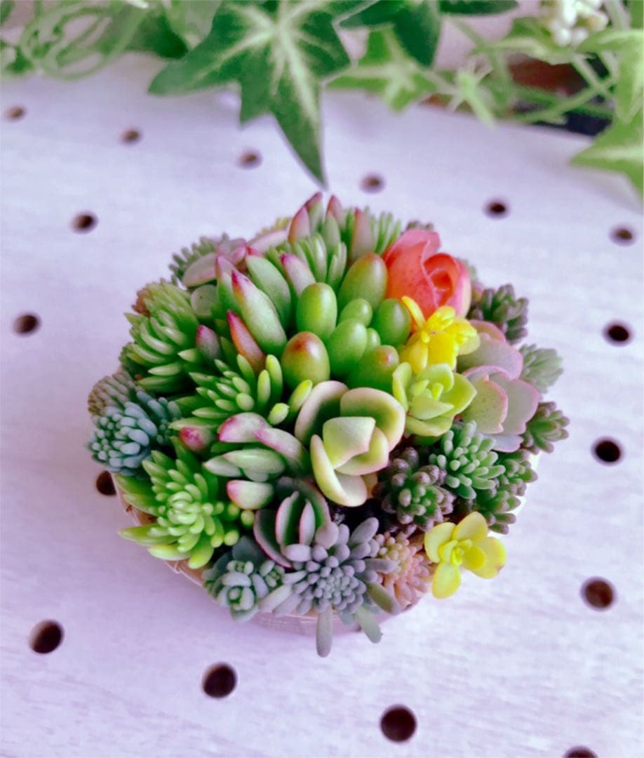 ★★セダム畑❤️★寄せ植え★ちまちまキュンキュン★このまま飾れます★多肉植物