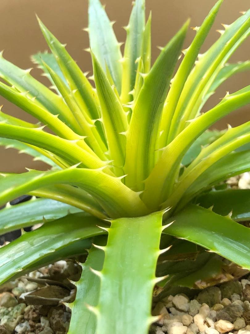 ディッキア・パリダ