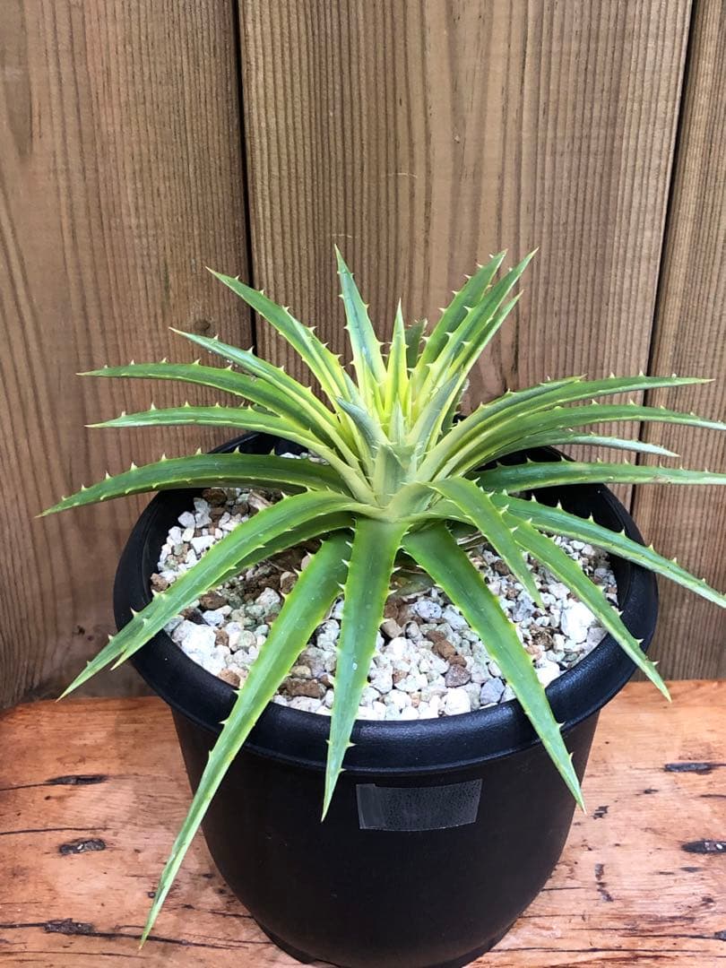 ディッキア・パリダ