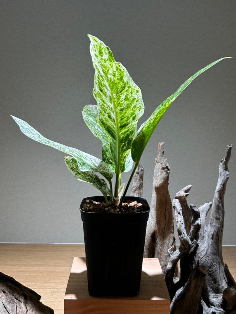 アンスリウム　ハイブリッド　斑入り