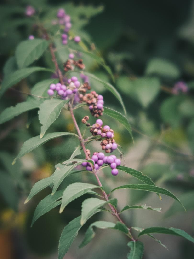 ズノーの中望遠！ZUNOW Cine 38mm F1.1 オールドレンズ