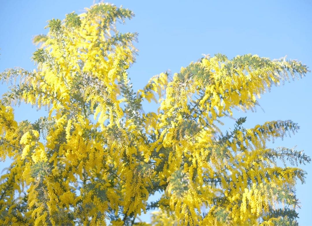 Kisaki　ミモザ　アカシア　フレッシュ　80サイズ