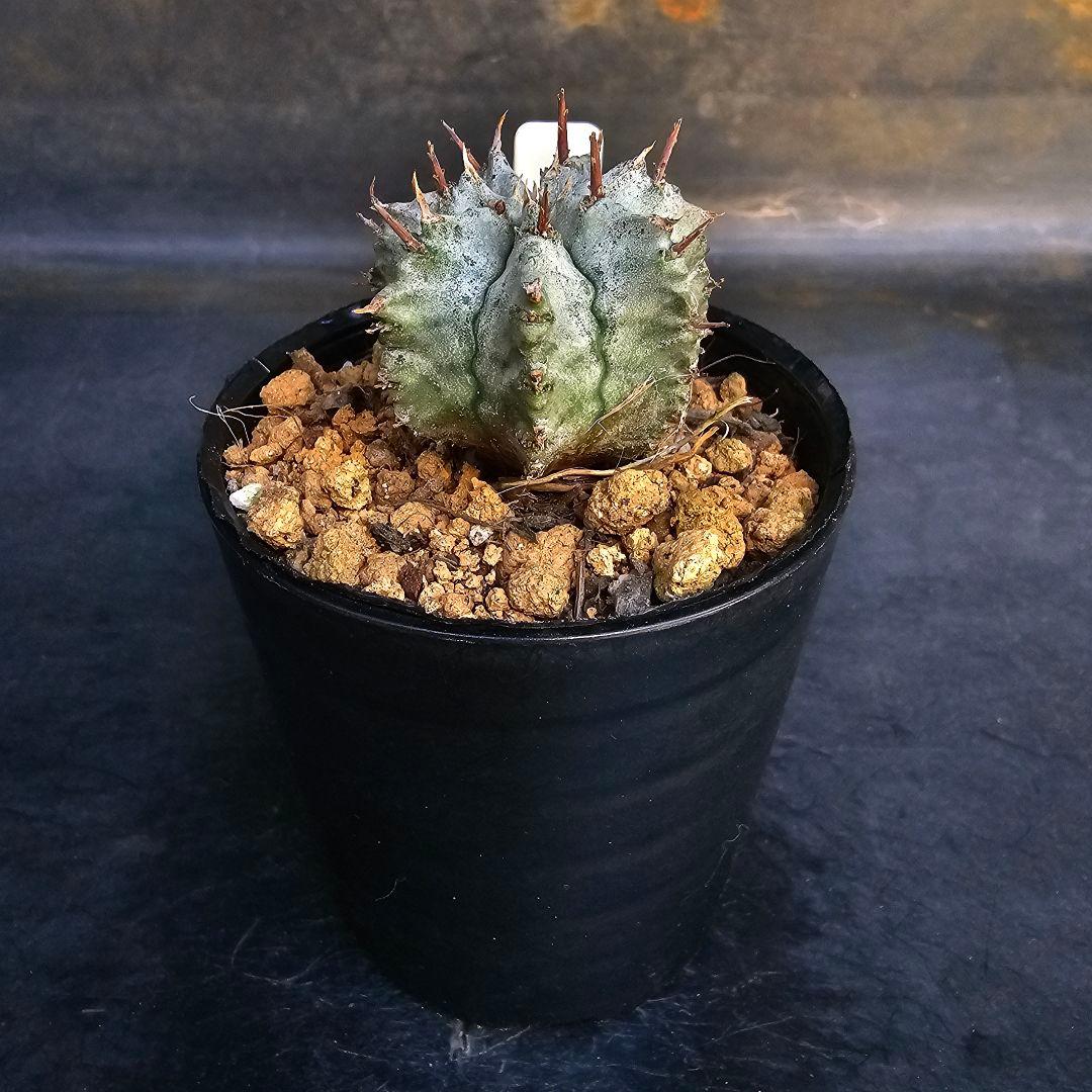 メルカリ便発送&ロウルサンコさんラベル付き☆ユーフォルビア ホリダ ビックバン