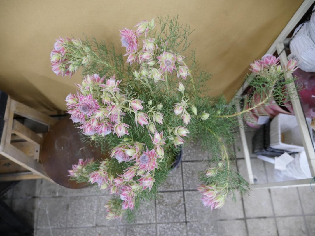 セルリア　ブラッシングブライト　ピンク　7号鉢　約90センチ　3