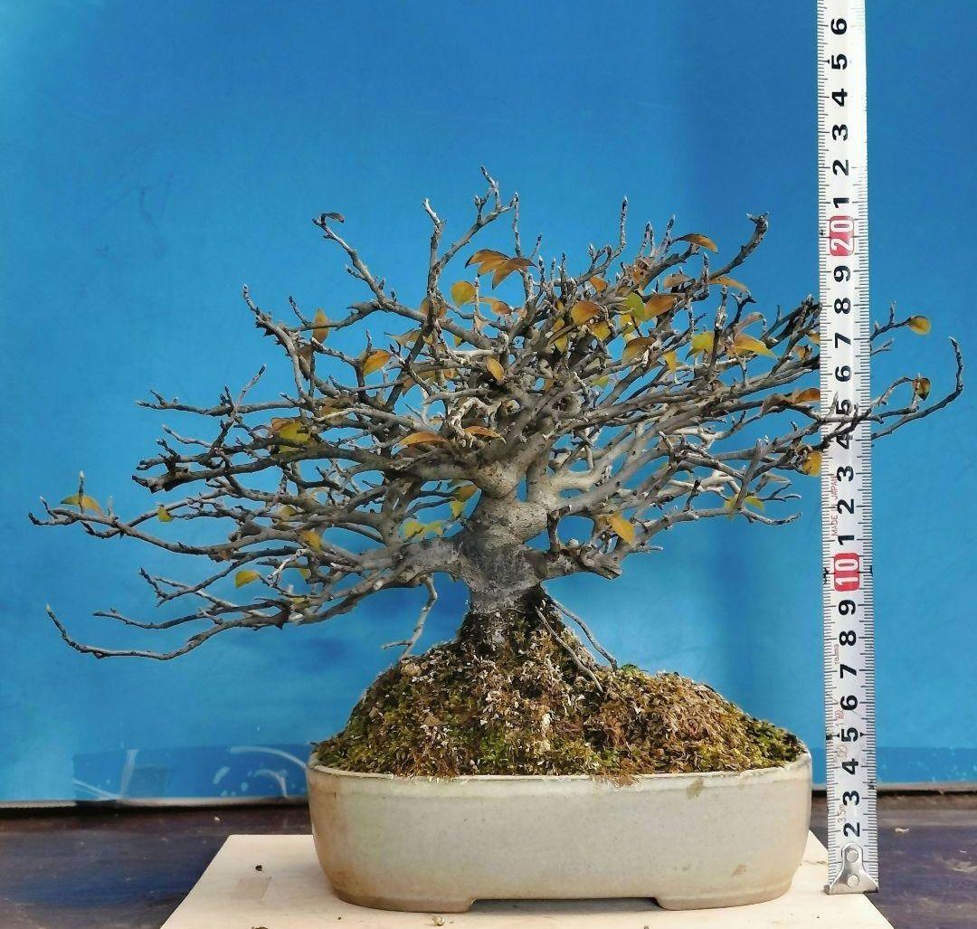 ✿Thaosiuu✿ 老爺柿 雌木 ロウヤガキ 盆栽 小葉性 (P)(Q)