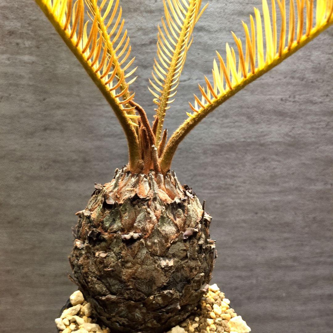 ゆ*ん様 黄金ソテツ　ソテツ　蘇鉄　黄金蘇轍　サイカス 塊根