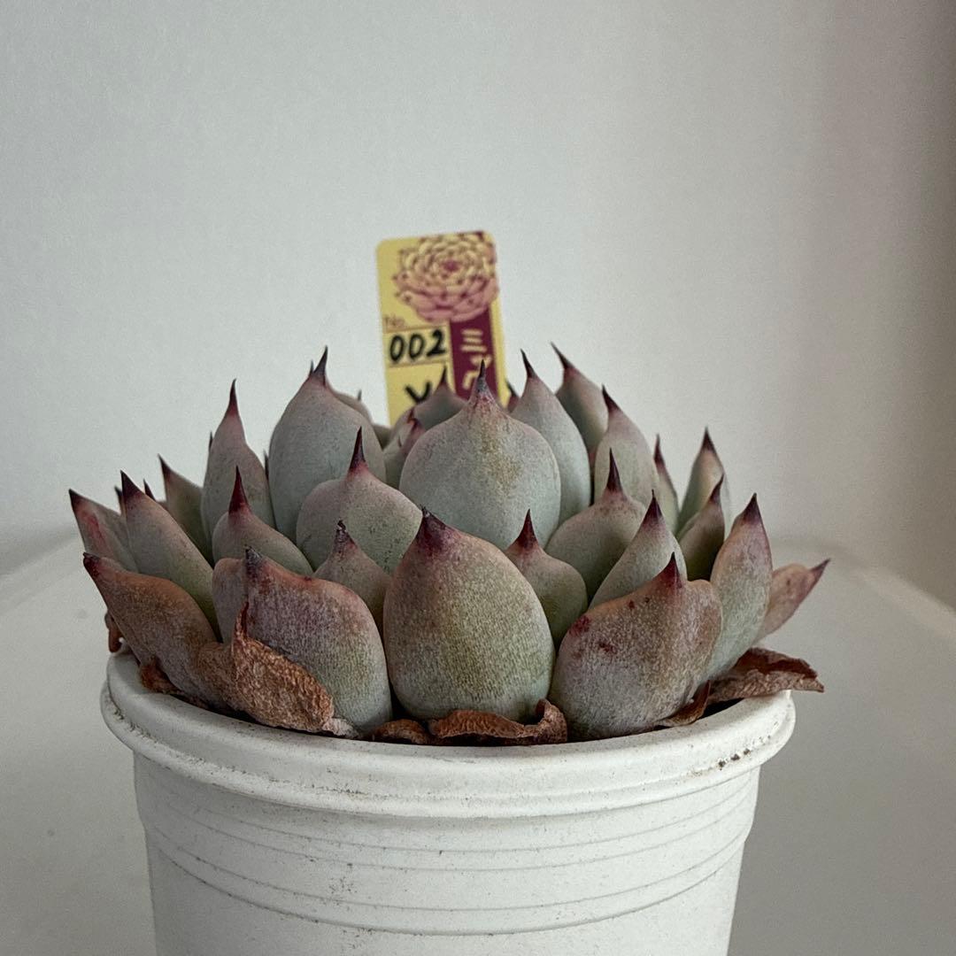 ミックスベリア　おらいさん苗　そわそわ　札付き　鉢ごと