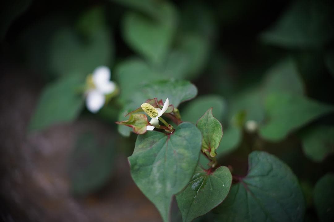 028_Kodak Ektar 63/2 コダック・エクター63ミリｆ2