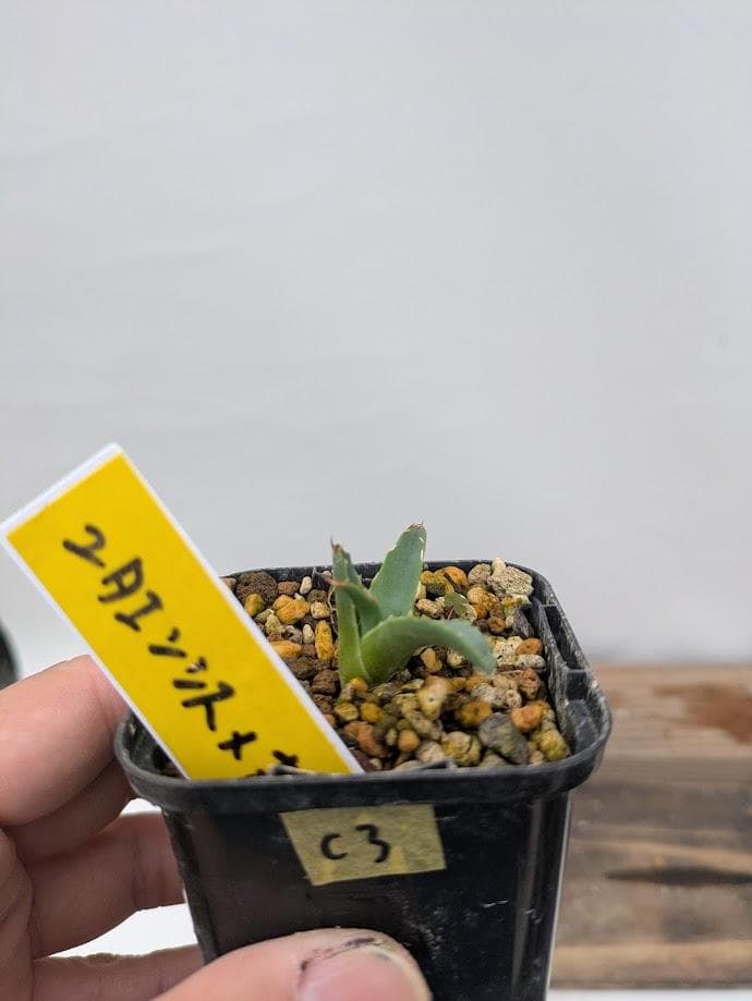 C3 アガベ　ユタエンシスx笹の雪　ハイブリッド　交配種