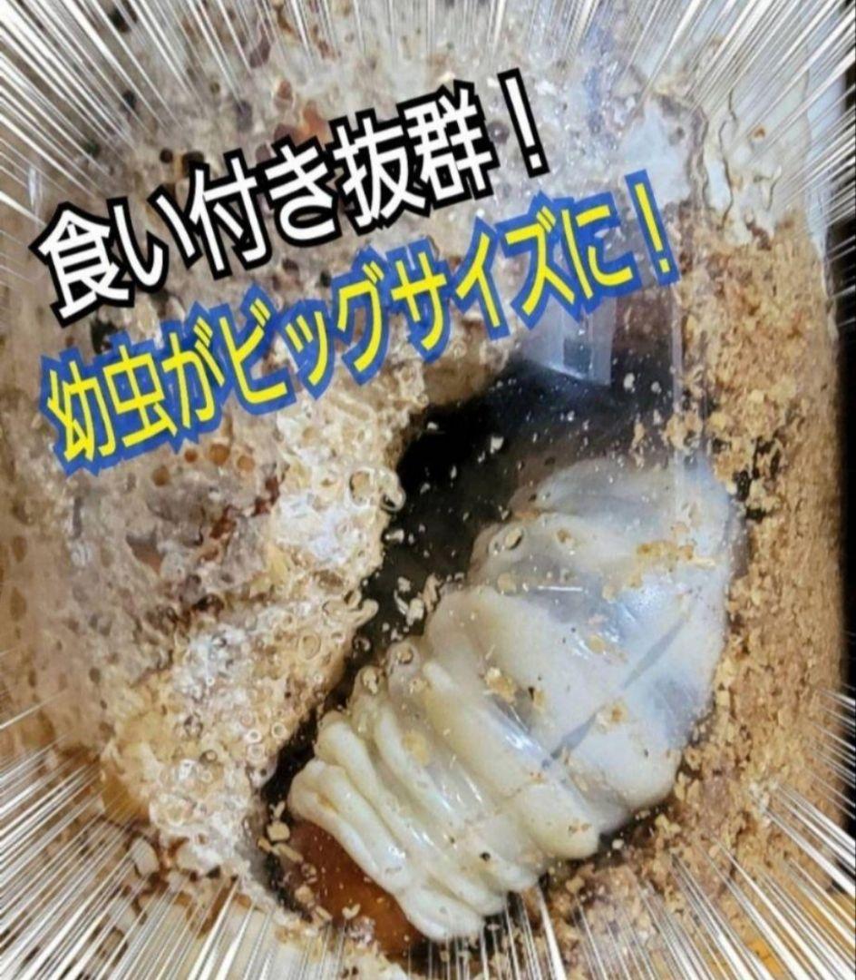 極上！ヒマラヤひらたけ菌糸瓶　特大1500ml【6本】国産オオクワ85ミリ実績！