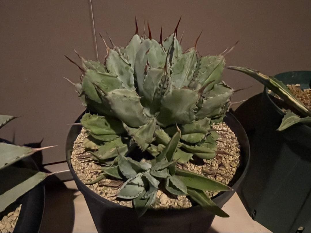 大株　アガベ　ポタトラム　キュービック　8号ロング鉢　W約25cm