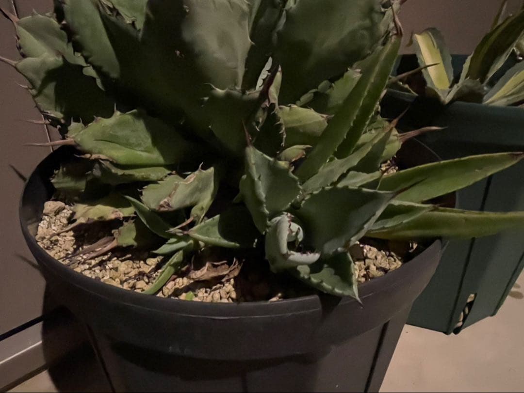 大株　アガベ　ポタトラム　キュービック　8号ロング鉢　W約25cm