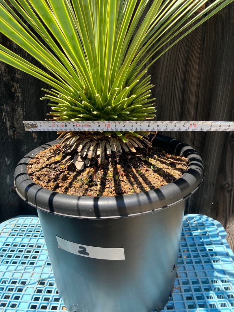 ユッカ ロストラータ　実生　掘り上げ2