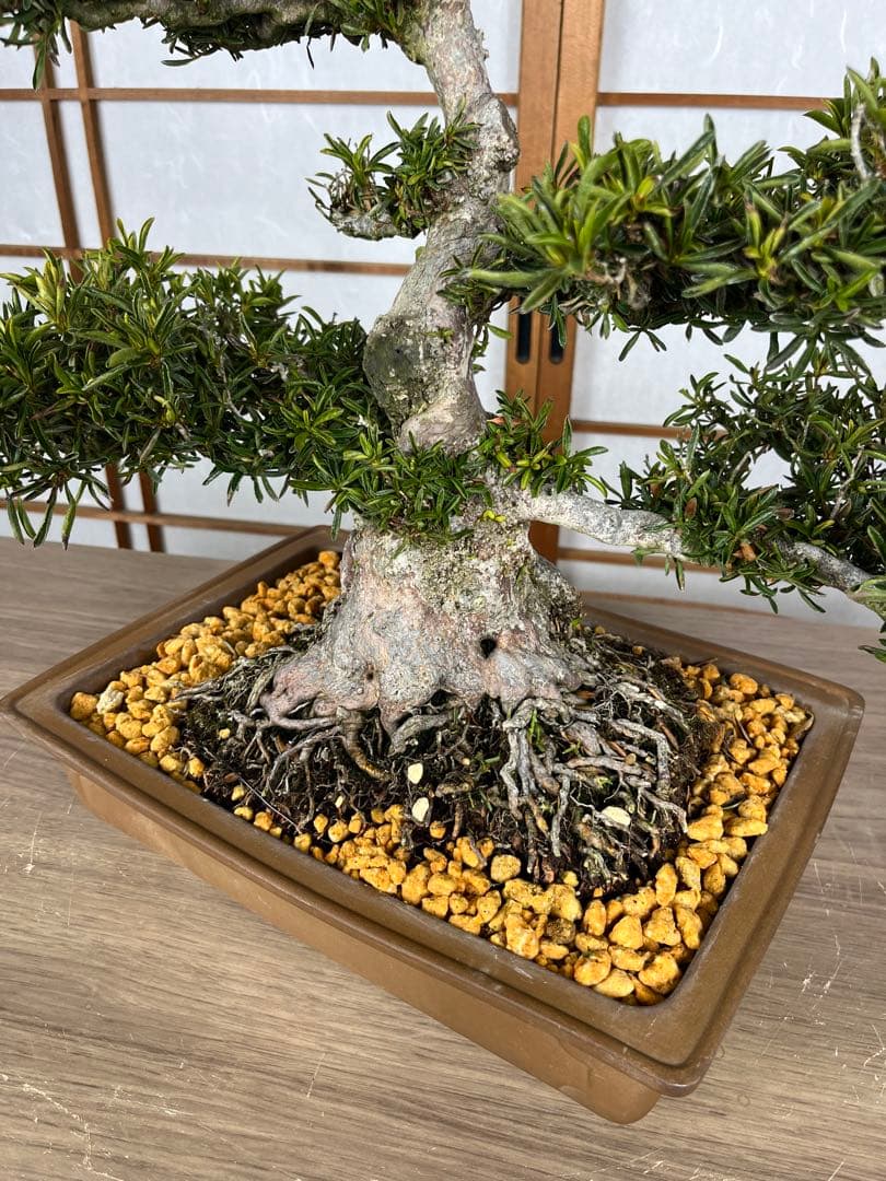 【皐月(さつき)】 \"雪中の松(せっちゅうのまつ)\" 盆栽 素材 / 希少