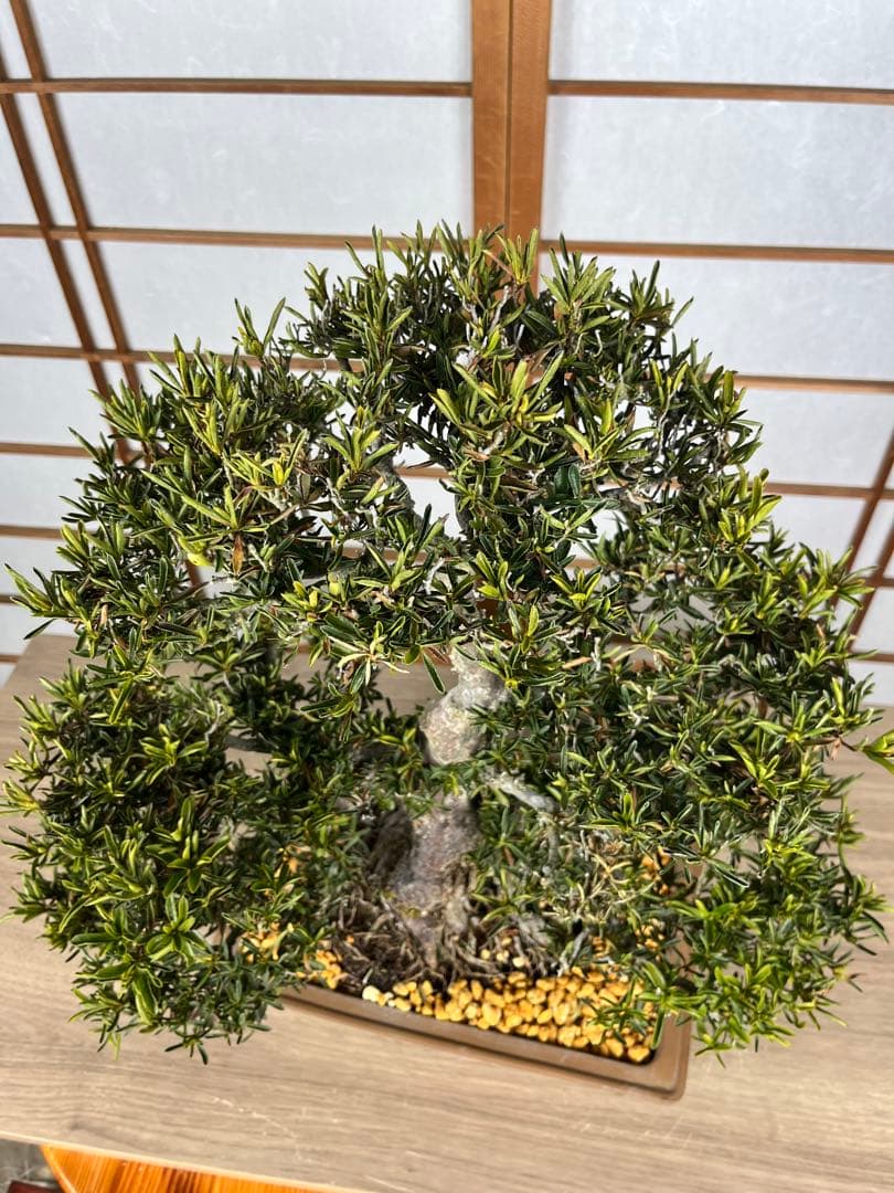 【皐月(さつき)】 \"雪中の松(せっちゅうのまつ)\" 盆栽 素材 / 希少