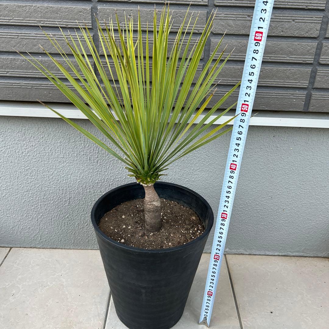 ユッカロストラータ60cm 8号