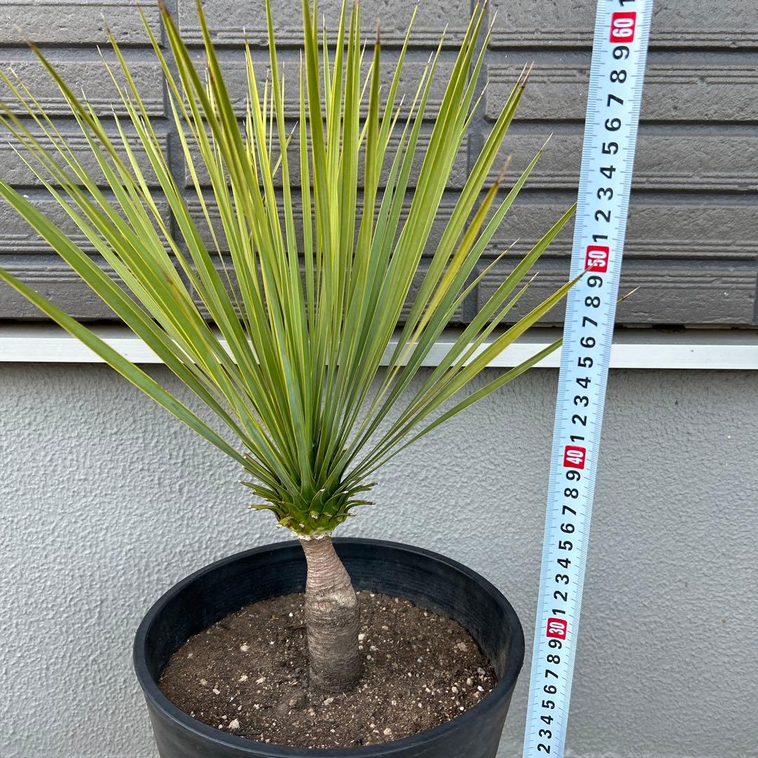 ユッカロストラータ60cm 8号