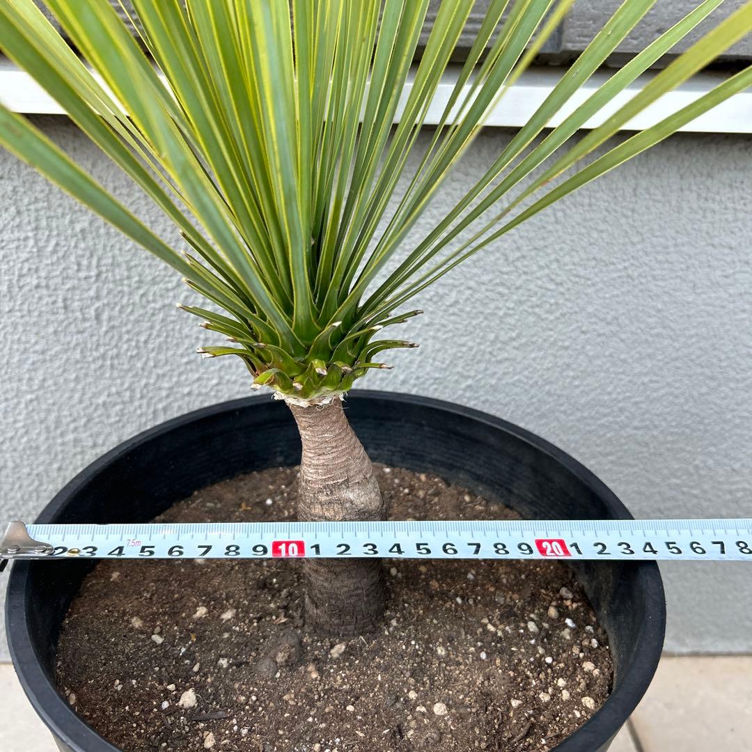 ユッカロストラータ60cm 8号