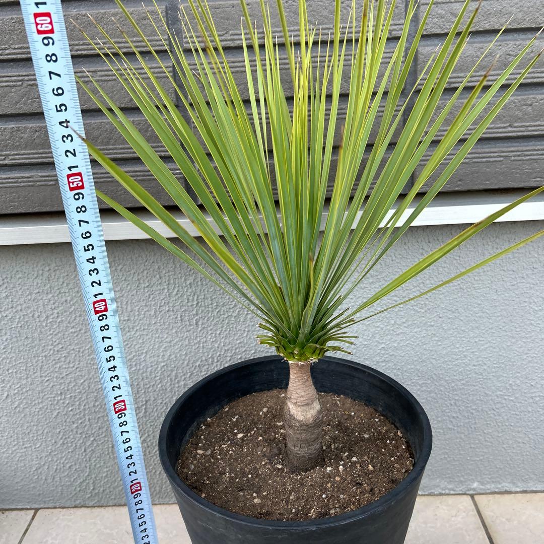 ユッカロストラータ60cm 8号