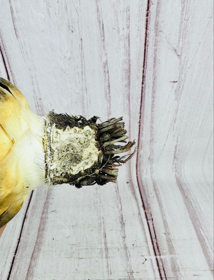 4 アガベ ユタエンシス エボリスピナ