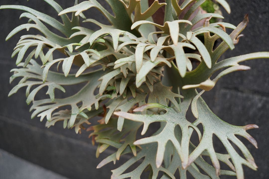 ビカクシダ P.willinckii ' Elves ' OC