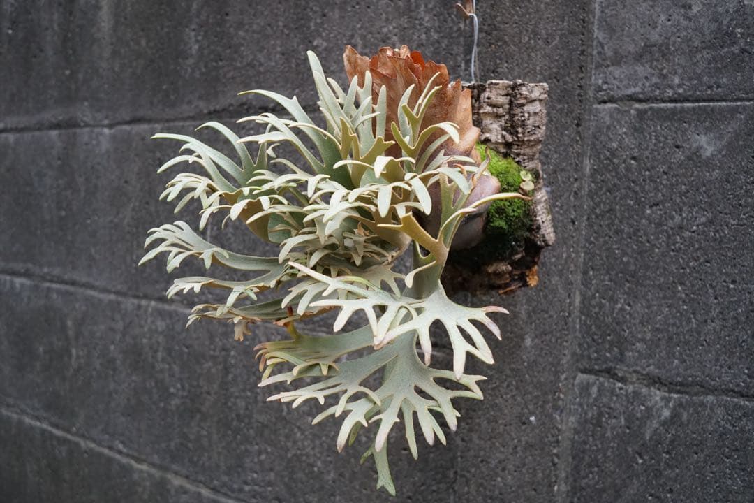 ビカクシダ P.willinckii ' Elves ' OC