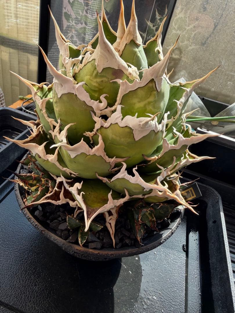 専用　アガベ　シーザー　凱撒　抜き苗