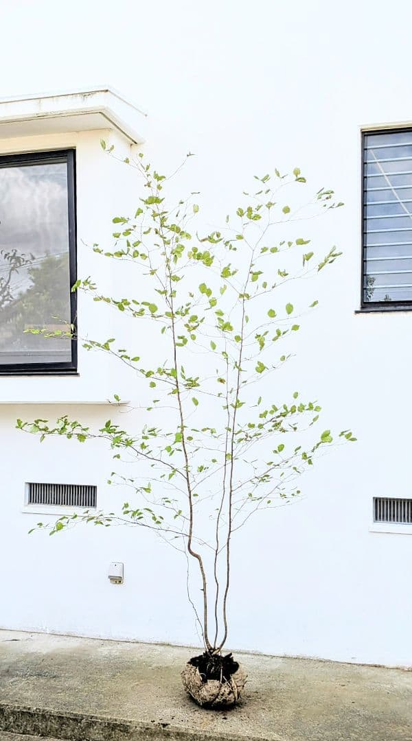 特大の天然株。山採りアズキナシ。