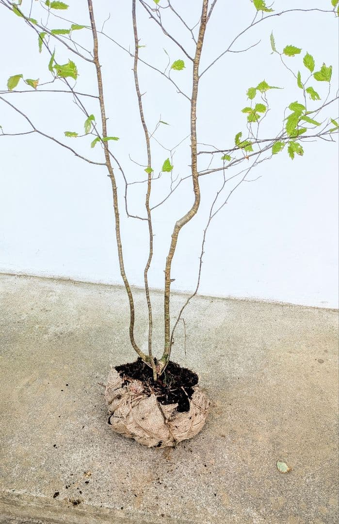 特大の天然株。山採りアズキナシ。