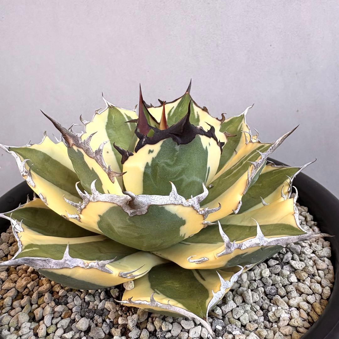 アガベ チタノタ スナグルトゥース　【鉢ごと発送】　良形