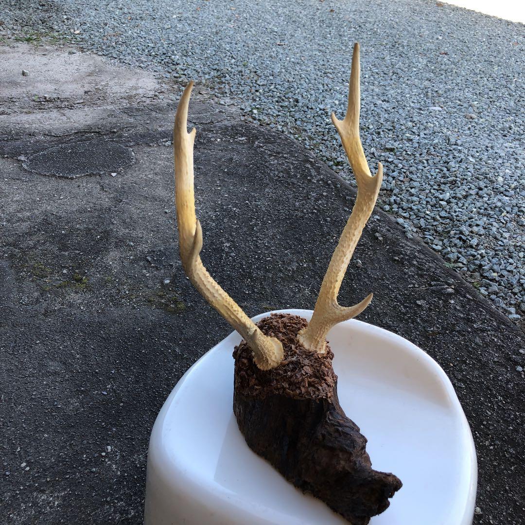 鹿の角の置物