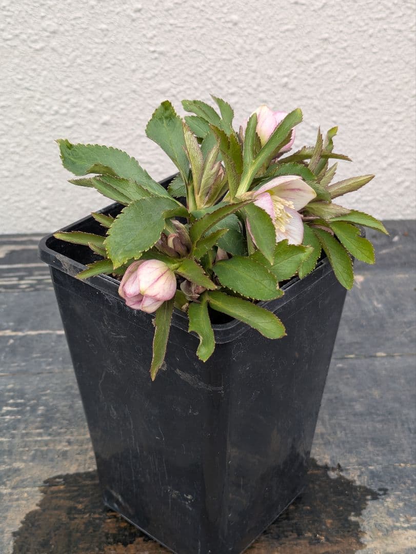 極美！ウィンターシンフォニー 小輪ピンクベイン SS ポーセリン風の質感