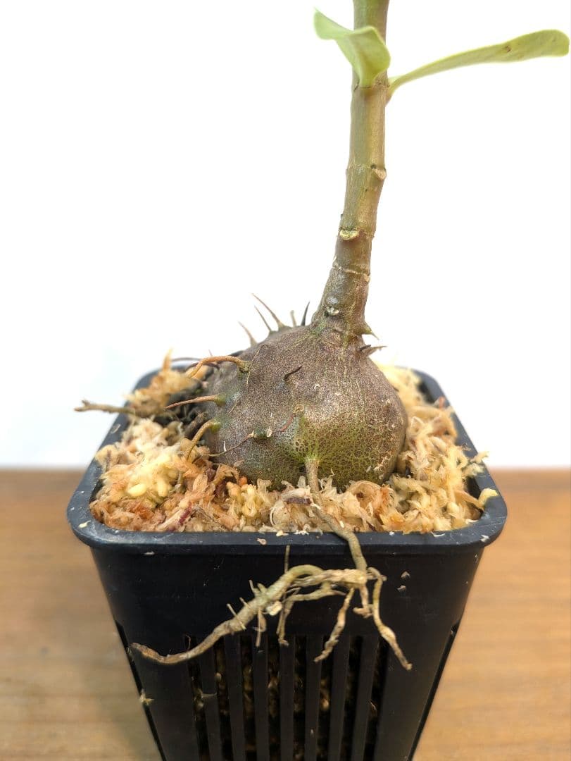 ミルメフィツム セレビクム ブキドノン マライバライ アリ植物