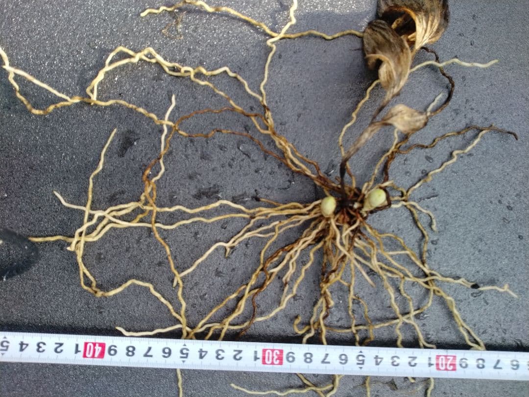 平*京様 山野草・アツモリソウ・礼文アツモリソウ