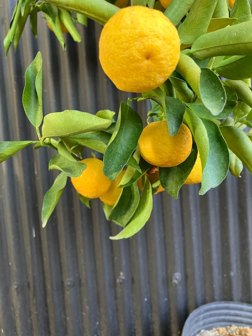 どん兵衛さま専用